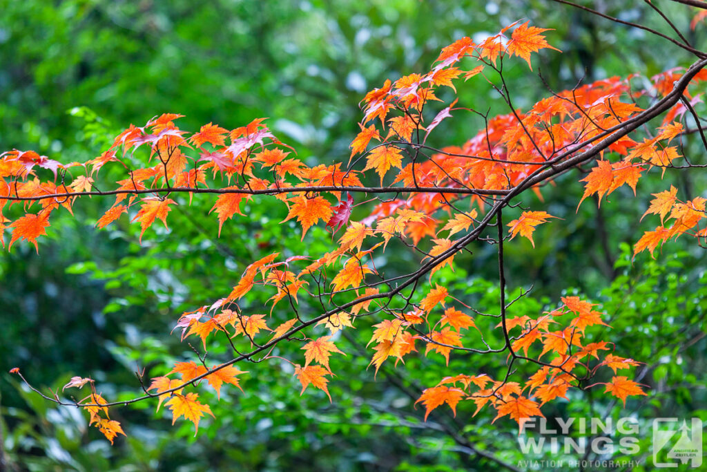 20101113 07 kirishima   6081 zeitler 1024x683 - Colourful Kyushu - Chasing Aggressors, Orions and much more in Japan