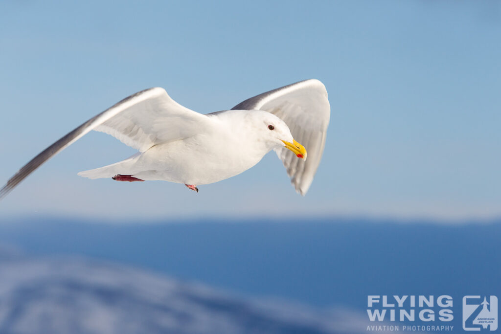 gulls   4804 zeitler 1024x683 - Winter Planespotting in Hokkaido
