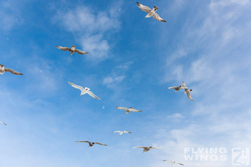 gulls   7509 zeitler 1024x683 - Winter Planespotting in Hokkaido