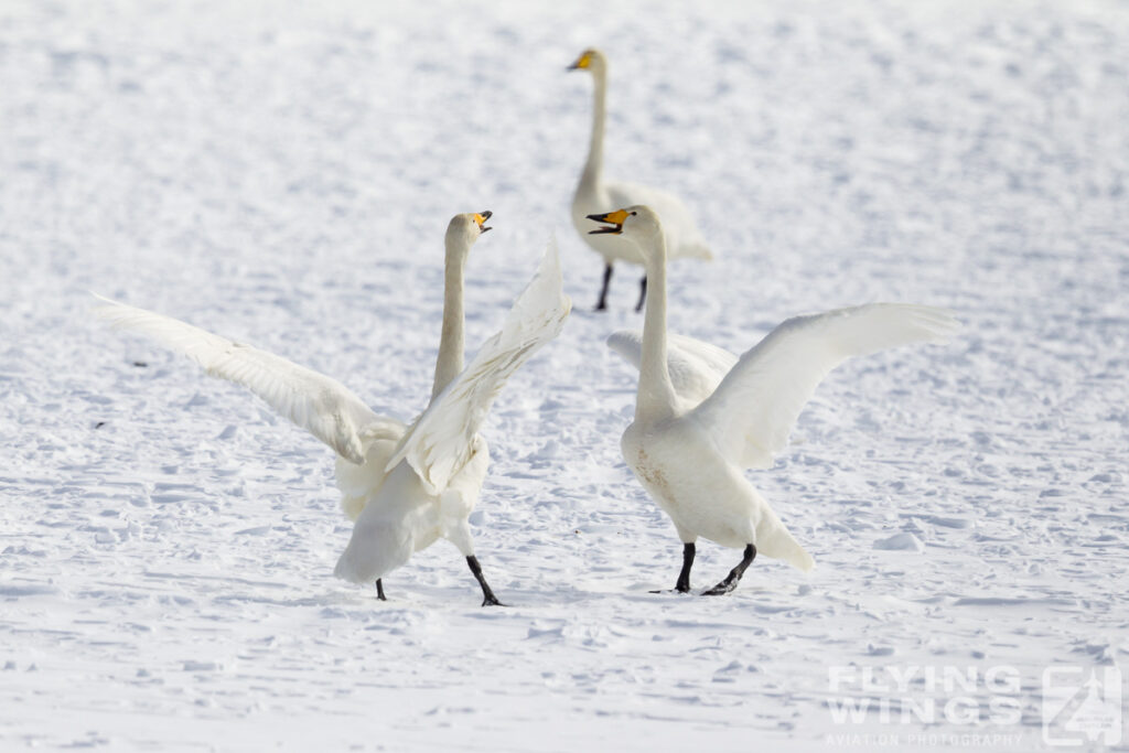 swans   4222 zeitler 1024x683 - Winter Planespotting in Hokkaido