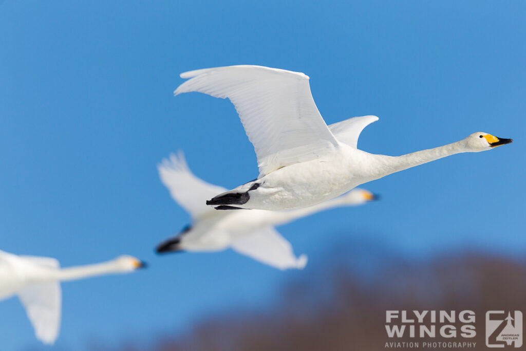 swans   7987 zeitler 1024x683 - Winter Planespotting in Hokkaido