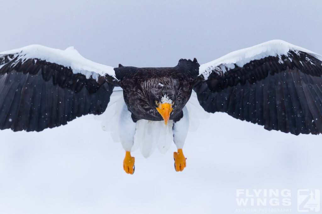 eagles   2 zeitler 5 1024x683 - Hokkaido Winter Eagles