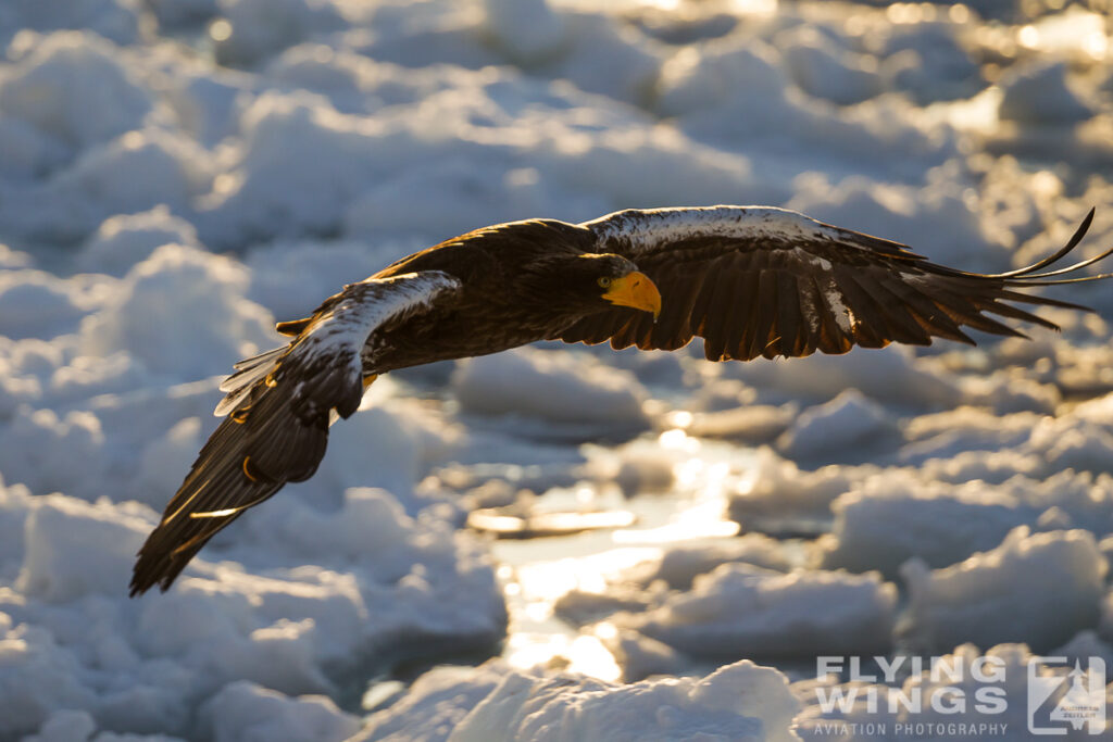 eagles   3 zeitler 13 1024x683 - Hokkaido Winter Eagles