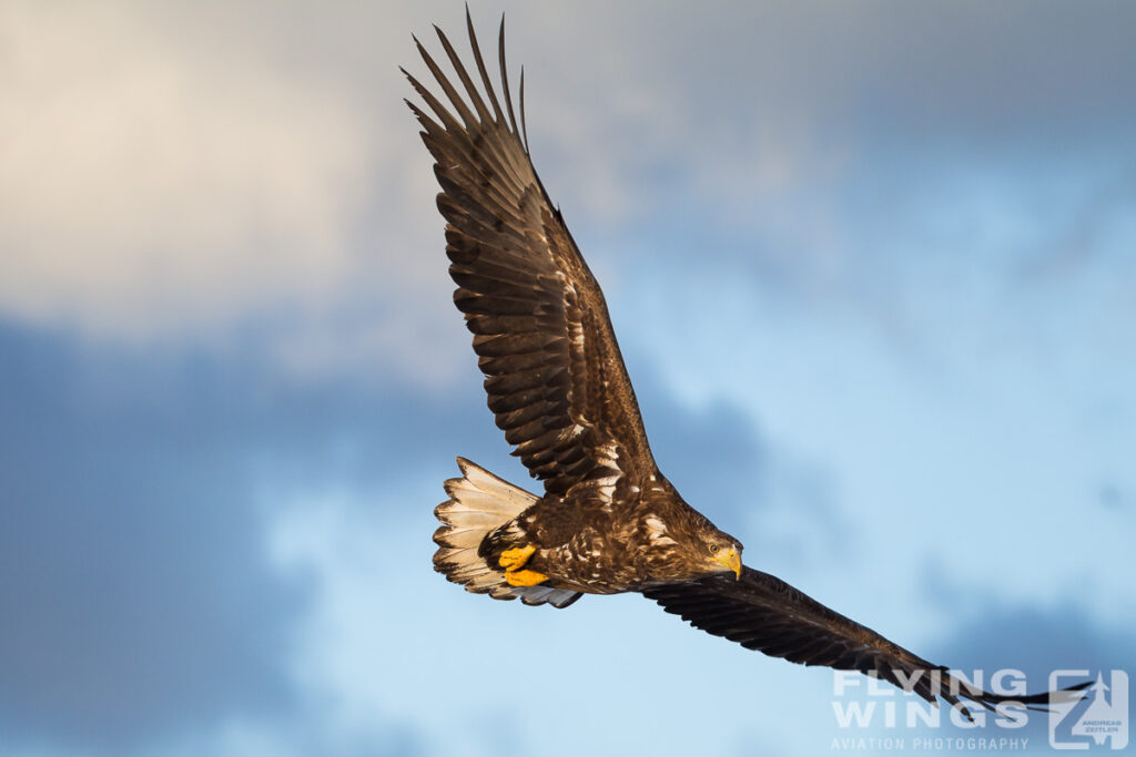 eagles   3 zeitler 16 1024x683 - Hokkaido Winter Eagles