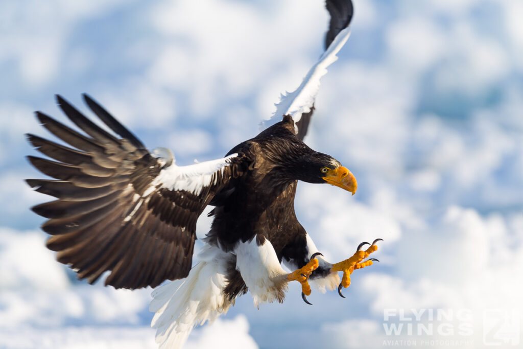 eagles   3 zeitler 18 1024x683 - Hokkaido Winter Eagles
