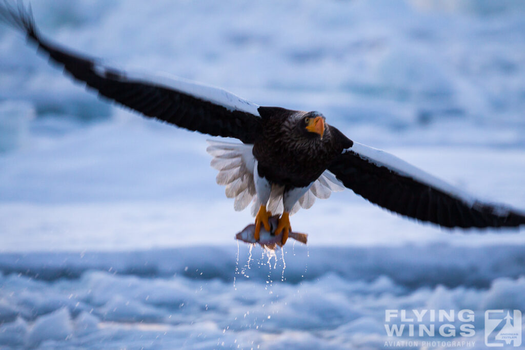 eagles   3 zeitler 2 1024x683 - Hokkaido Winter Eagles