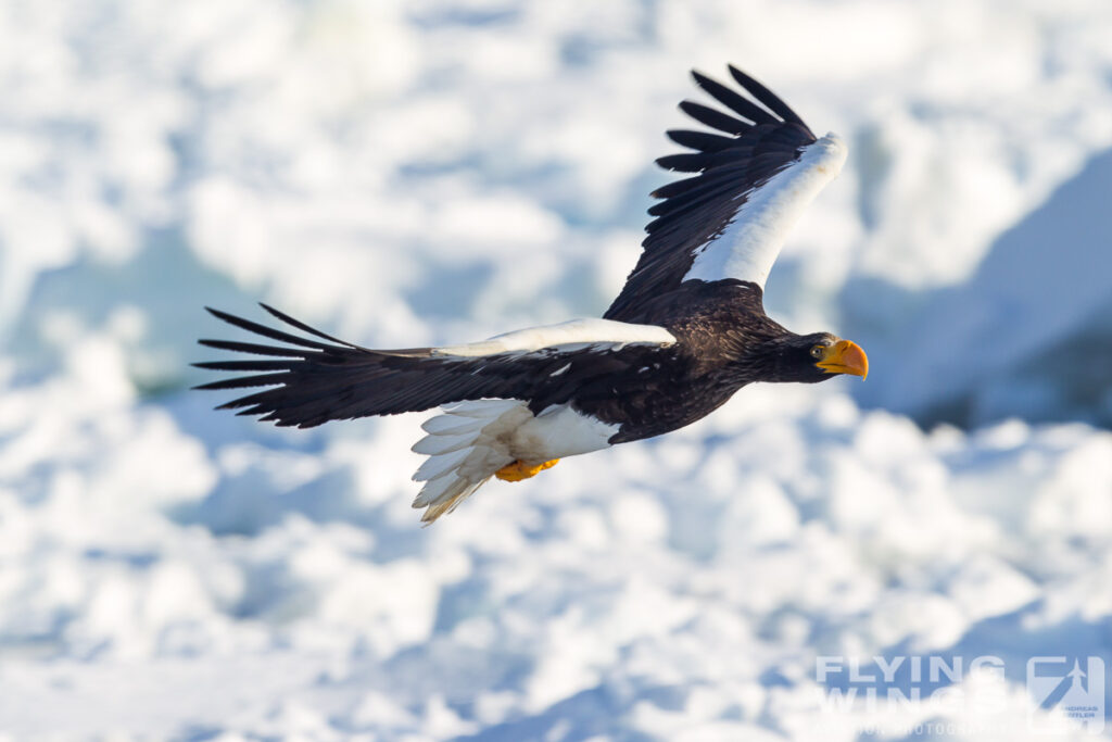 eagles   3 zeitler 20 1024x683 - Hokkaido Winter Eagles