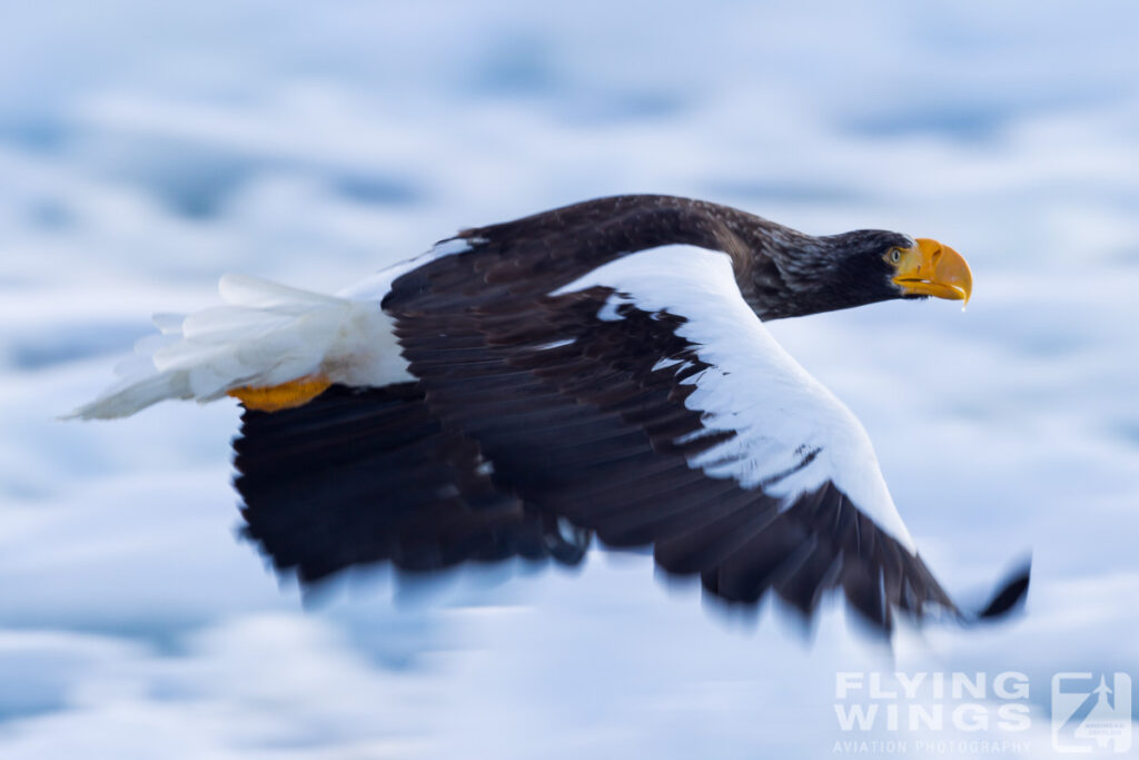 eagles   3 zeitler 24 1024x683 - Hokkaido Winter Eagles