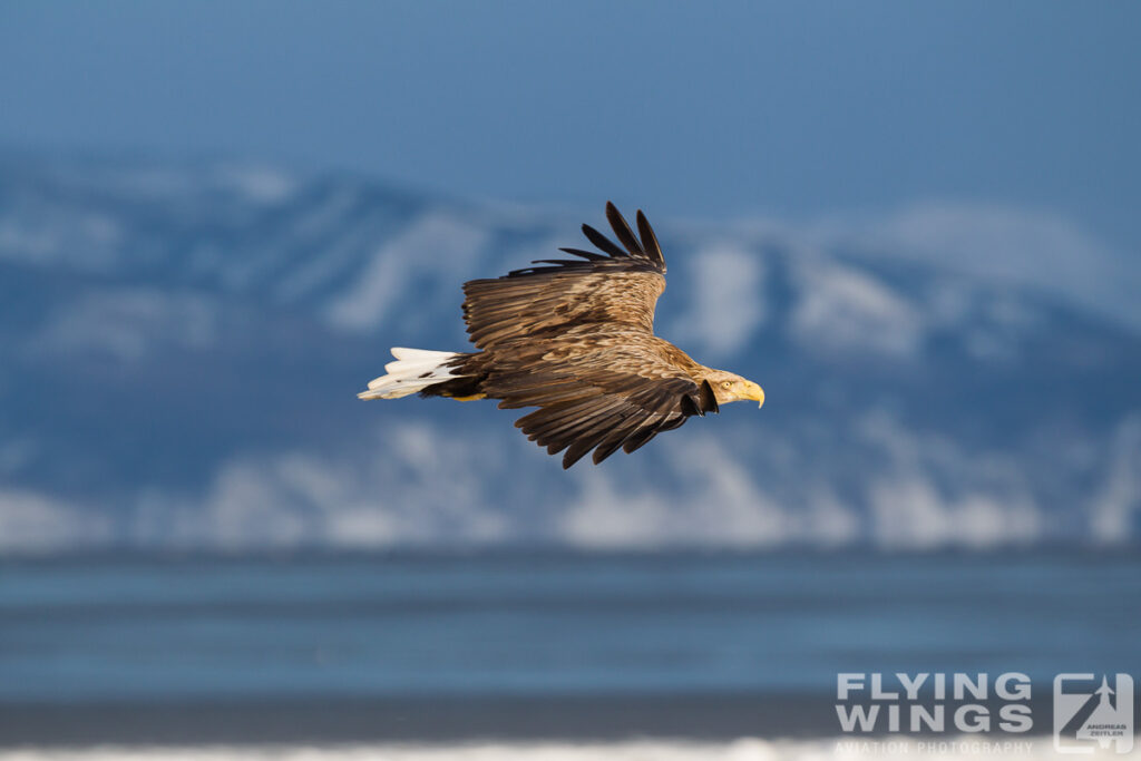 eagles   4756 zeitler 1024x683 - Hokkaido Winter Eagles