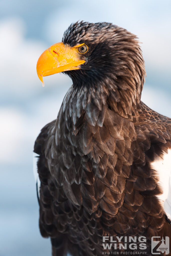eagles   6766 zeitler 683x1024 - Hokkaido Winter Eagles
