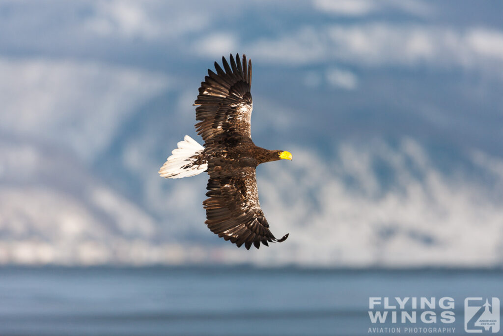eagles   7054 zeitler 1024x683 - Hokkaido Winter Eagles