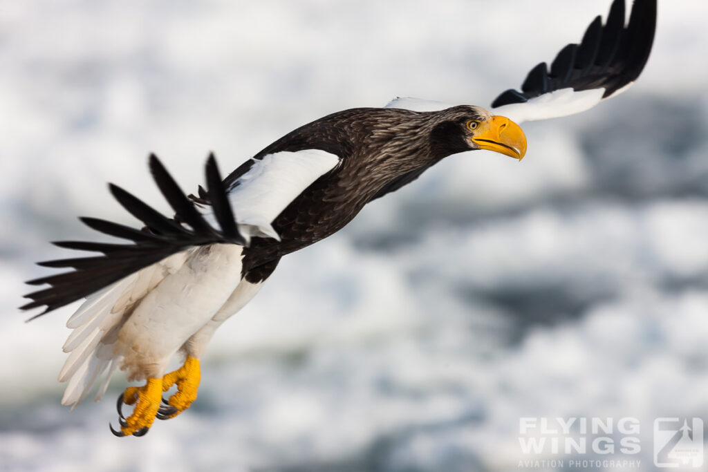 eagles   7230 zeitler 1024x683 - Hokkaido Winter Eagles