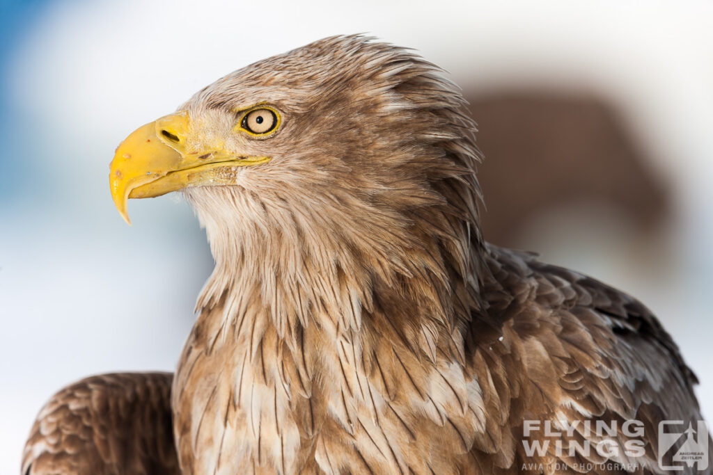 eagles   7233 zeitler 1024x683 - Hokkaido Winter Eagles