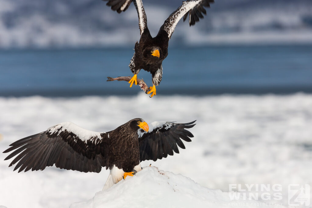 eagles   7243 zeitler 1024x683 - Hokkaido Winter Eagles