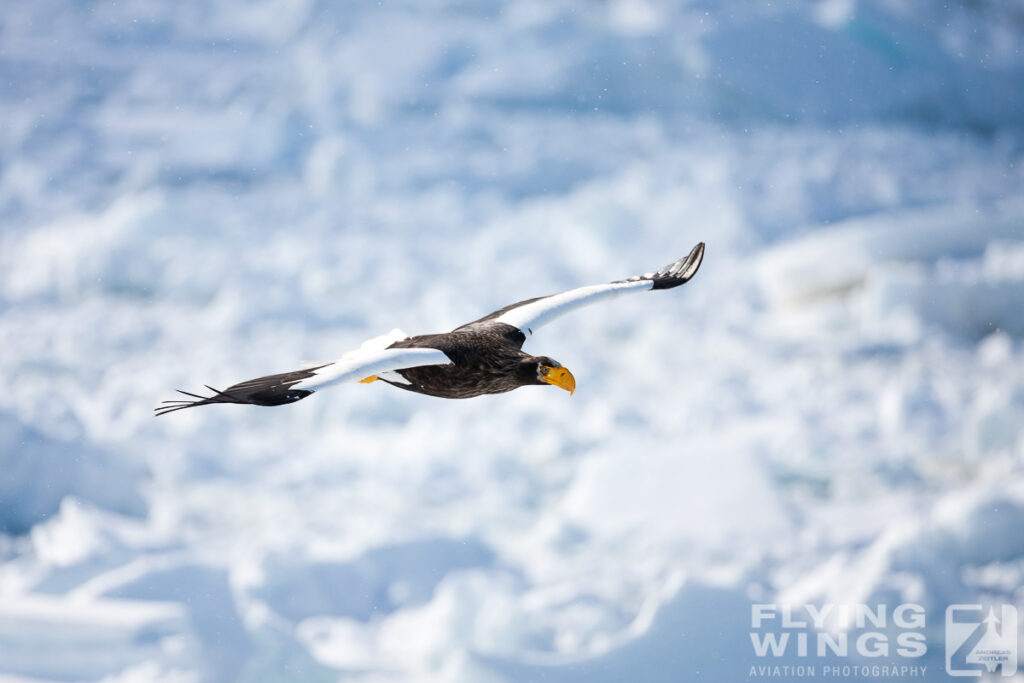 eagles   7722 zeitler 1024x683 - Hokkaido Winter Eagles