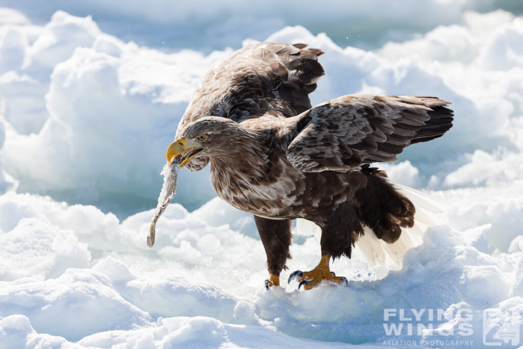 eagles   7758 zeitler 1024x684 - Hokkaido Winter Eagles
