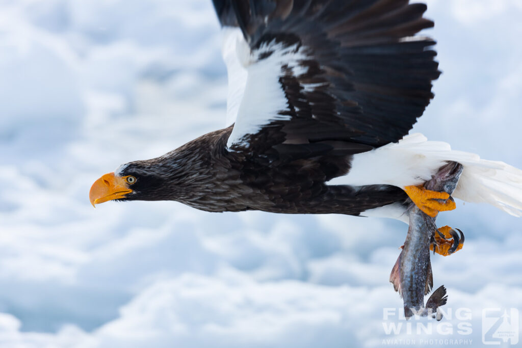 eagles   7971 zeitler 1024x683 - Hokkaido Winter Eagles