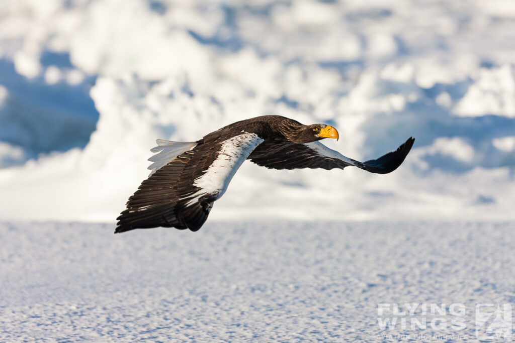 eagles   8504 zeitler 1024x683 - Hokkaido Winter Eagles