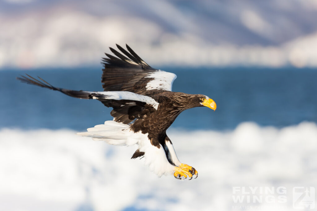 eagles   8512 zeitler 1024x683 - Hokkaido Winter Eagles